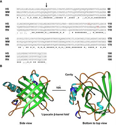 Lipocalin 2 receptors: facts, fictions, and myths